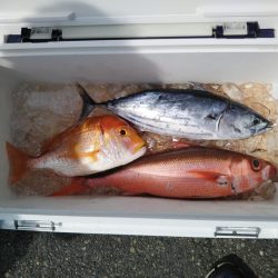 ジギング釣り果